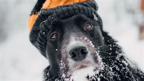 Wallpaper Dog Hat Snow Winter Muzzle Blur Hd Picture