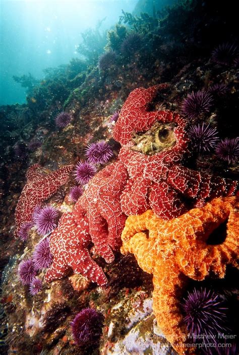 Purple And Orange Ochre Sea Stars Pisaster Ochraceus Mystery Disease
