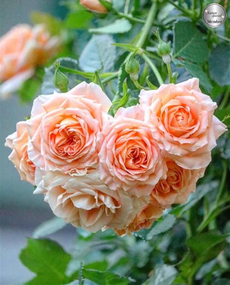 all you need is love ♡ beautiful rose flowers love rose exotic flowers beautiful gardens