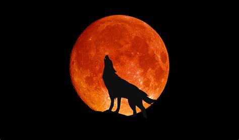Wolf Howling At The Big Full Blood Moon Stock Photo Download Image