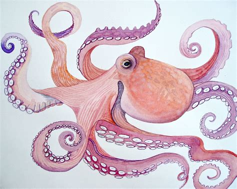 Resultado De Imagen De Octopus Watercolor Octopus Drawing Octopus