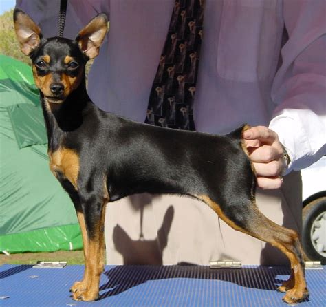 Miniature Pinscher Puppies Rescue Pictures Information