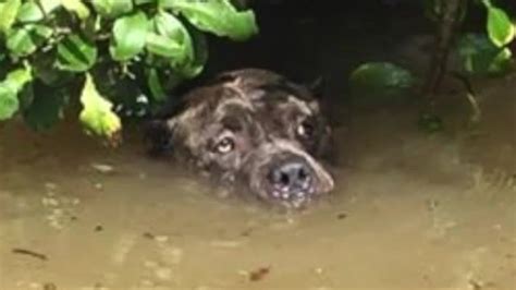 Dog Rescued From Louisiana Flood Reunites With Owner The Weather Channel