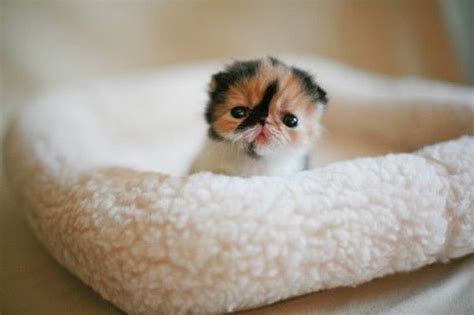 Adorable Tiny Kitten Kittens Cutest Super Cute Animals Cute Baby