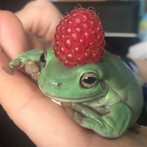 Cute Rasp Froggy On Duty Rfrogs
