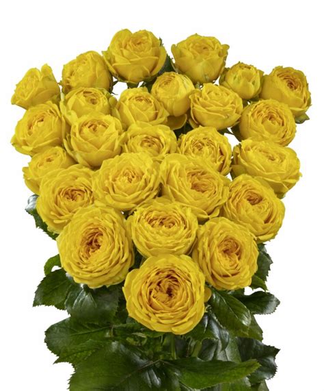 Luna Trendsetter® Interplant Roses