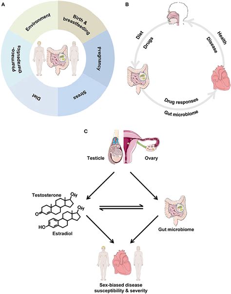 Frontiers Role Of Biological Sex In The Cardiovascular Gut Microbiome Axis
