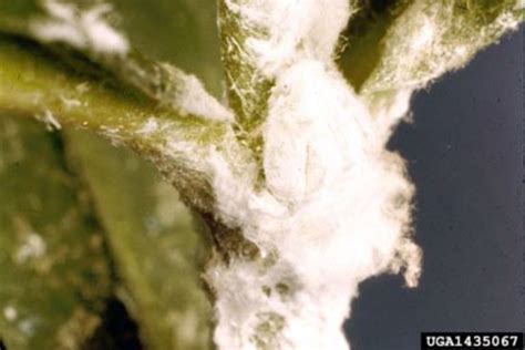 Is White Lint On A Houseplant A Sign Of Mealybugs Dengarden