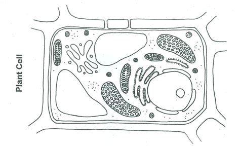 Plant cell plant cells are larger than animal cells. ImageQuiz: Plant Cell Quiz