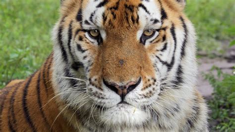 Tiger Swims Bobcat Runs And Jungle Cat Gets Scratched