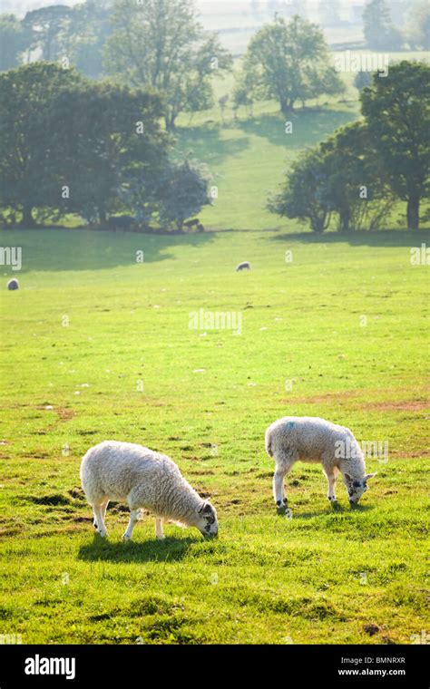 Two Grazing Sheep High Resolution Stock Photography And Images Alamy