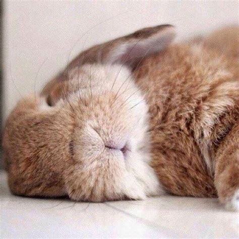 Close Up Of A Bunny Rabbit Lying Down And Sleeping Cute Animals