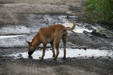 Crazy Mutts Alberta Outdoorsmen Forum