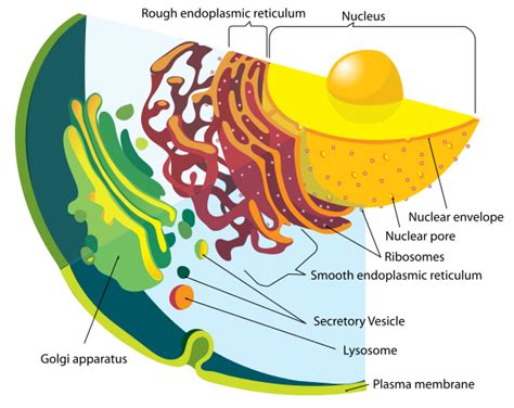 Relationship Between Endoplasmic Reticulum And Golgi Apparatus Pediaacom