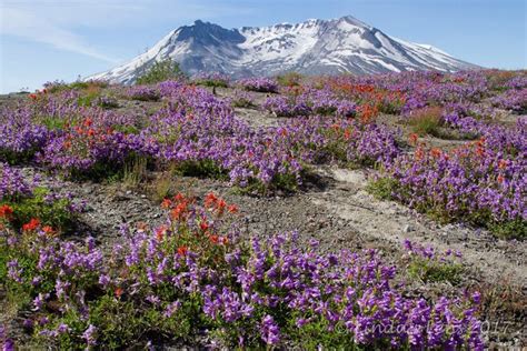 Lindas Lens Mt St Helens In Bloom Bloom Wild Flowers Natural