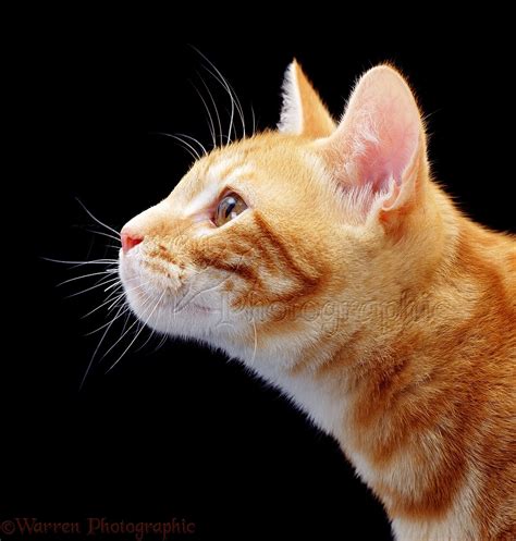 Ginger Cat Profile Photo Wp02560