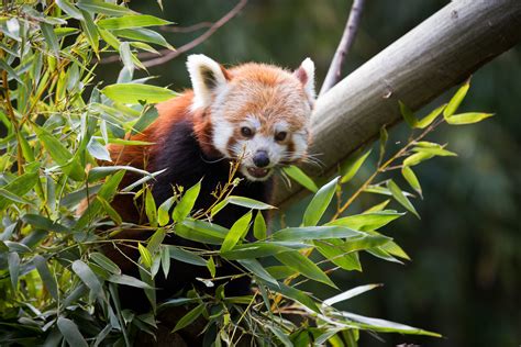 Firefox Another Pic From The Bamboo Eating Red Panda Ive Flickr