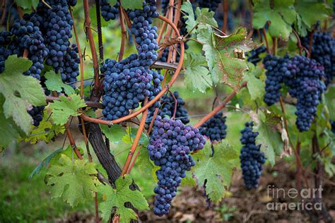 Prezzi da ingrosso e confezioni esclusive! Italian Vineyard - Ripe Grapes - Barolo Piemonte Italy ...