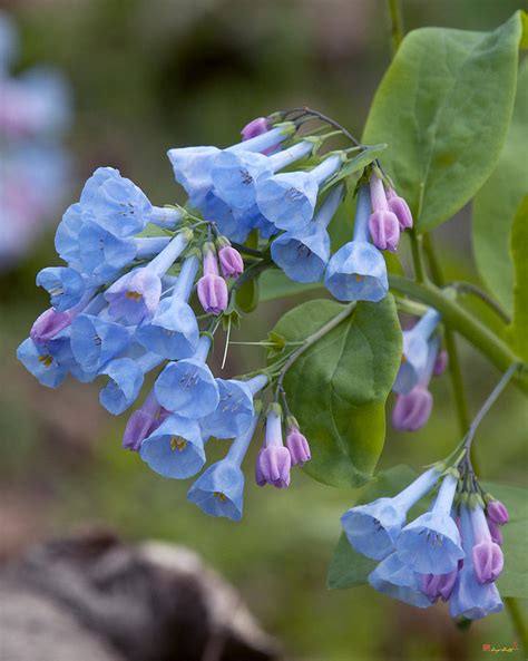 Pink Virginia Bluebells Or Virginia Cowslip Dspf264 Photograph By Gerry