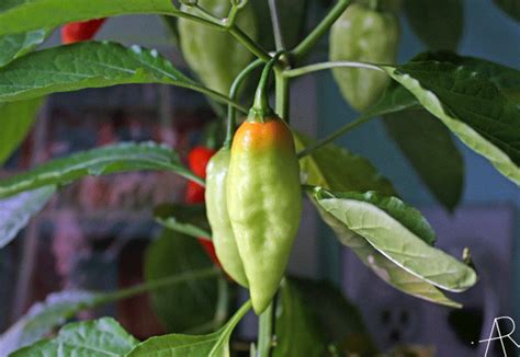 Animated Gif Of Ripening Of Naga Bhut Jolokia Ghost Chili Peppers Click On Image To View