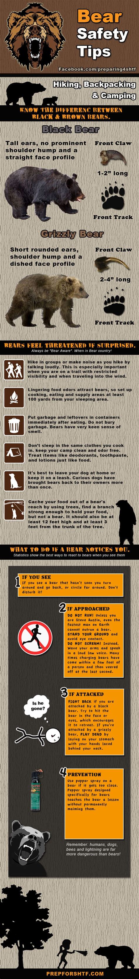 Infographic Design Know Your Bear Safety Codesign Magazine Daily