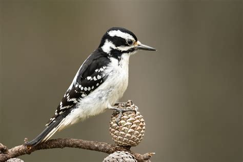 Woodpeckers In Indiana Top 7 Species With Pictures