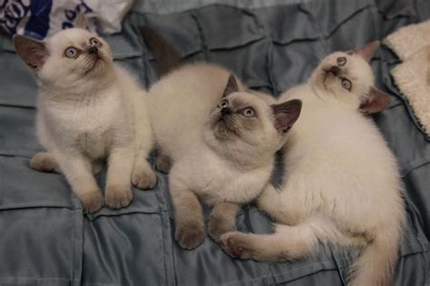 British Shorthair Cats Colourpoint Pets Photos
