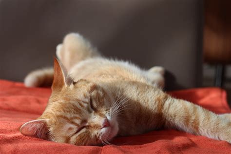 Free Images Fur Kitten Rest Sofa Nap Close Up Nose Whiskers