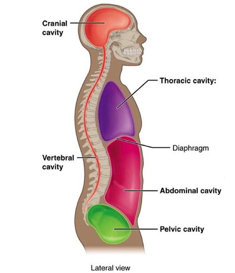 What Organ Is Located In The Lower Back Slideshow 7 Ways Internal