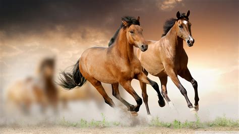 Free Download Horse Wallpapers Best Wallpapers 1920x1080 For Your