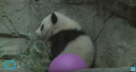 National Zoos Giant Panda Mei Xiang Gives Birth To Twin Cubs Buddhism