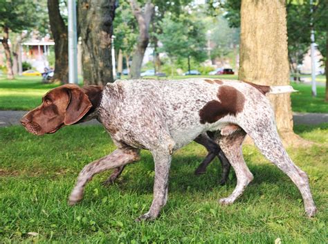 German Shorthaired Pointer Dog Breed Everything About German