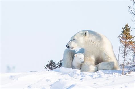 Wallpaper Polar Bear Cub Winter Snow Predator