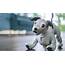 Super Smart Robot Dog From Sony Returning To The US  Technology DataHand
