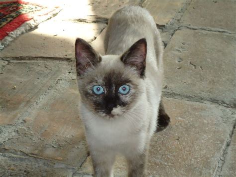 Kiki A Tortie Point Siamese From Italy Siamese Cats Tonkinese Cat