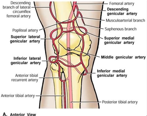 Anatomy Gluteal Posterior And Popliteal Thigh Terms Flashcards Quizlet