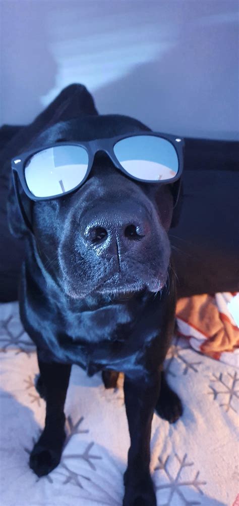 Psbattle Dog With Sunglasses Rphotoshopbattles
