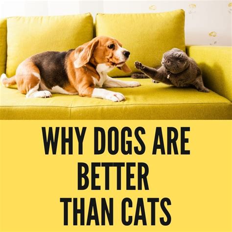 Why Dogs Are Better Than Cats 10 Scientific Reasons Oxford Pets