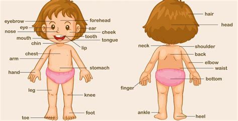 Las Partes Del Cuerpo En Ingl S F Ciles De Aprender Ingles B Sico