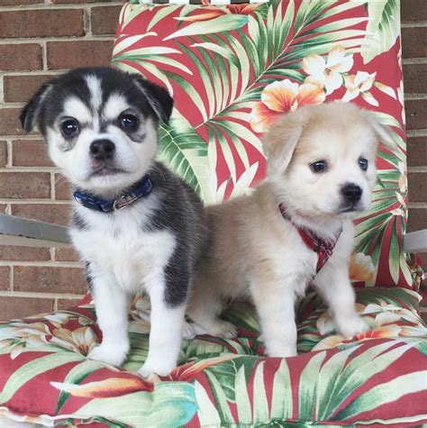 18 Huskies Mixed With Pug The Paws