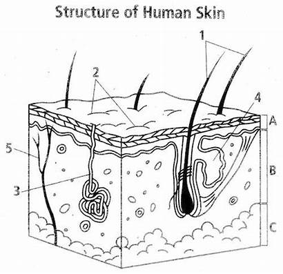 Skin Diagram Epidermis Hair Identify Germinativum Shaft