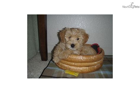 Puppies For Sale From Southern California Kennels Member Since