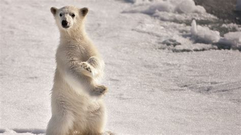 Wallpaper Polar Bear Snow Winter Stand Pose Surprise 2560x1440