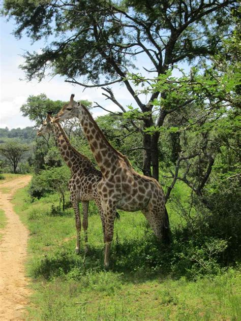 A Magical Stay At Phezulu Safari Park