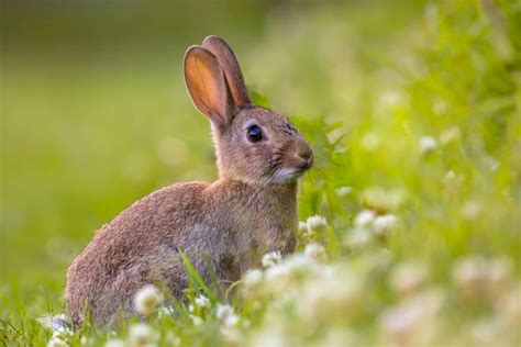 Animales Conejos Solo Domesticados En Europa