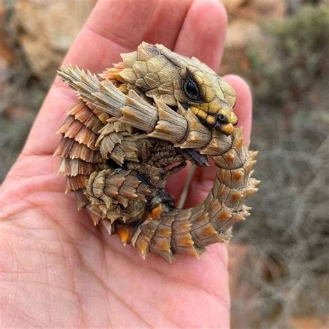 Armadillo Girdled Lizard Livebinger