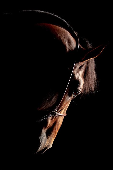 Raphael Macek Horse Photography Horse Aesthetic Beautiful Horses