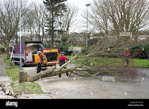 County Council Workmen And Tree Surgeons Lopping Branches And Safely