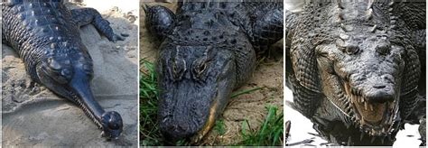 Differences Between Crocodile And Alligator