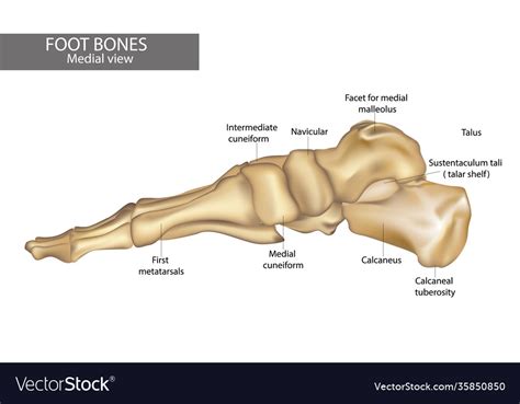Medial View Foot Bones Diagram Royalty Free Vector Image